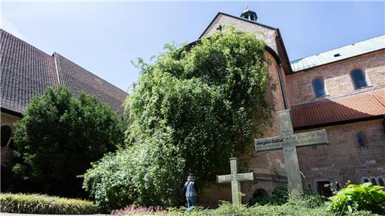 Der „1000-jährige Rosenstock“ am Hildesheimer Dom blüht. 