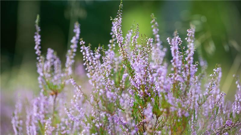 Der 8. August galt immer als offizieller Start der Heideblüte. Seit einigen Jahren verschiebt sich der Termin nach vorn. (Archivfoto)