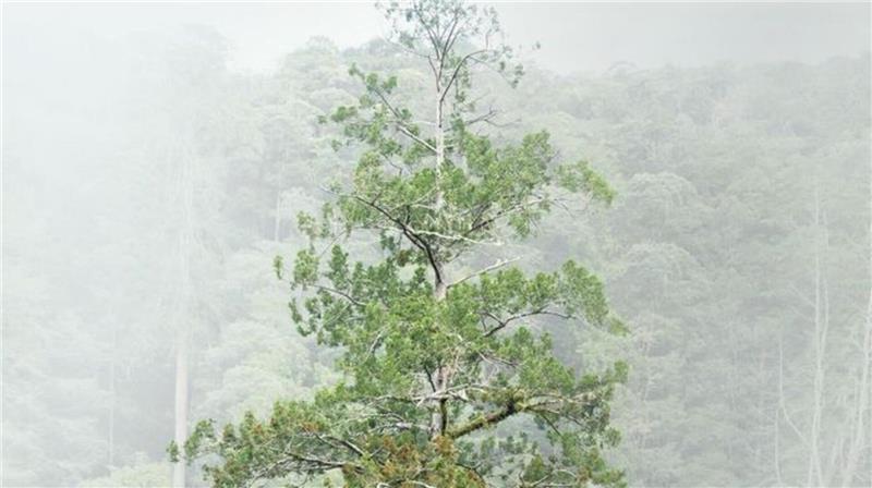 Der 84,1 Meter hohe Baum gilt als höchster bekannter Baum Ostasiens.