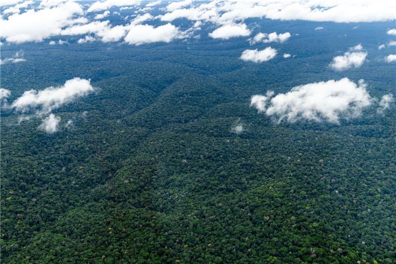 Regenwald: Nasa will Zusammenarbeit mit Brasilien erweitern Der Amazonas - der weltweit größte tropische Regenwald.