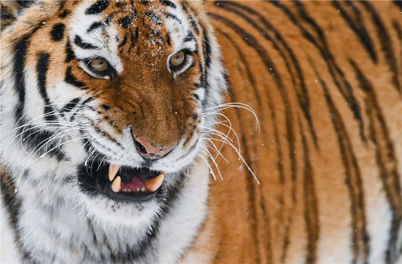 Der Amurtiger gilt als größte Raubkatze der Welt.