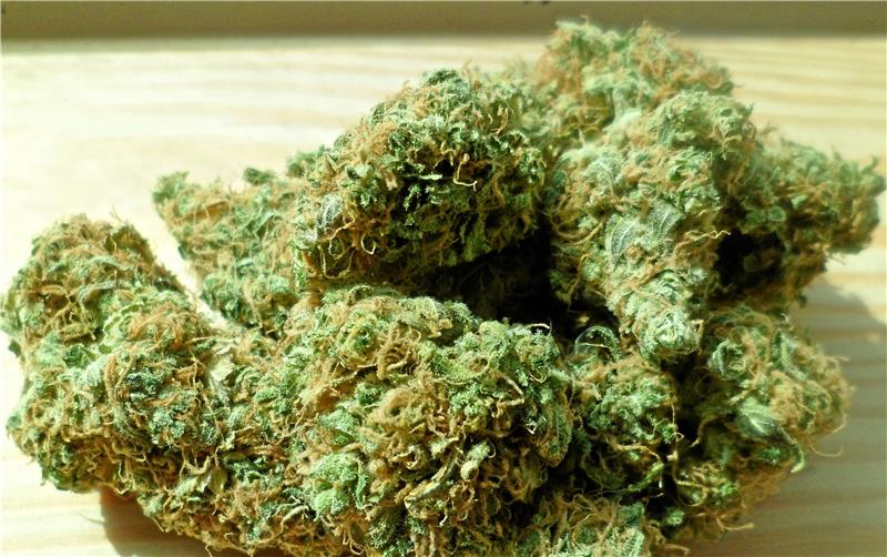 Der Anbau von Cannabis wird einem 35-Jährigen zum Verhängnis.  Foto: pixabay
