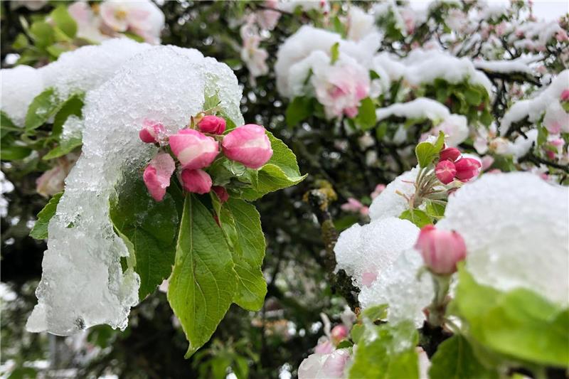 Der April macht, was er will: Die Blüten eines Apfelbaums sind mit Schnee bedeckt.