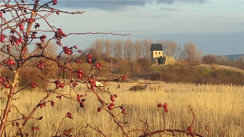 Vortrag in Schladen: Fauna und Flora des Landschaftsparks Werla Der Archäologie - und Landschaftspark der Kaiserpfalz Werla hat geschichtlich viel zu bieten. Nun soll auch die besondere Flora und Fauna vorgestellt werden