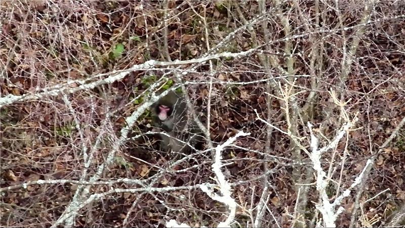 Ausgebüxter Affe in Schottland wieder eingefangen Der Ausflug von «Kingussie Kong» ist vorbei.