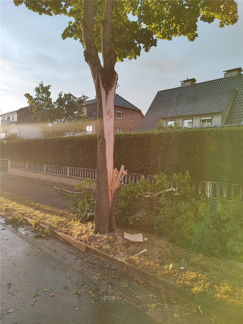 Der Baum auf der Lauthenthaler Straße musste gefällt werden. Foto: Privat