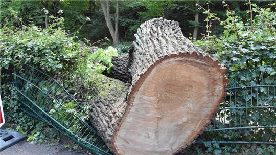 Der Baum hat den Zaun am Spielplatz zertrümmert.