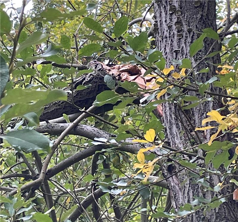 Der Baum ist morsch, und beim nächsten Sturm droht zumindest der gebrochene Ast auf die Gleise zu fallen.