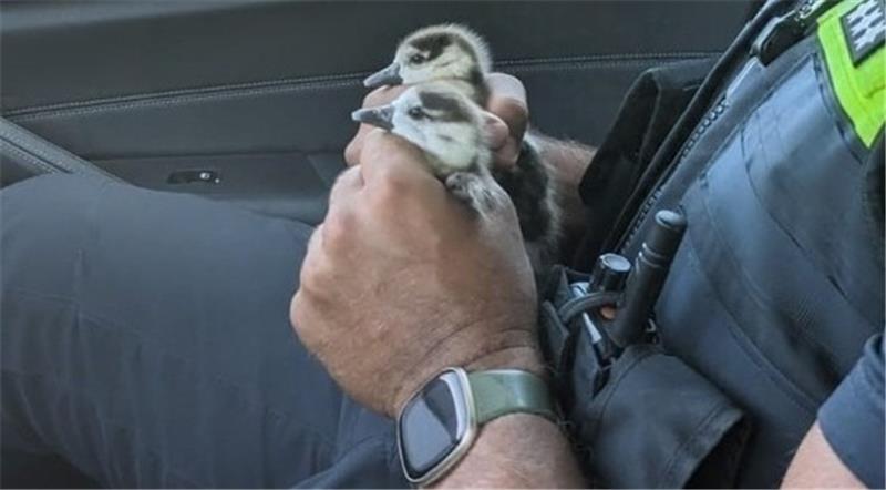 A7: Autobahnpolizei rettet Nilgans-Küken von Fahrbahn Der Beamte hielt die Waisen bis zur Dienststelle in der Hand. Foto: PI Göttingen