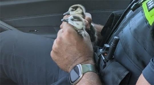Der Beamte hielt die Waisen bis zur Dienststelle in der Hand. Foto: PI Göttingen