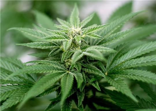 Der Besitz und Anbau von Cannabis sollen vom 1. April an erlaubt sein.