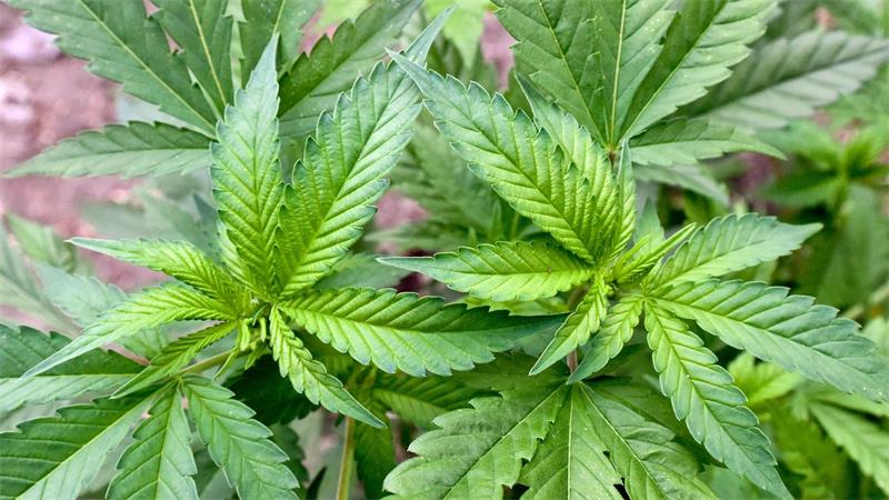 100 Cannabis-Anbauvereine - Ist der Weg richtig? Der Besitz von Cannabis ist in kleinen Mengen erlaubt. (Symbolbild)