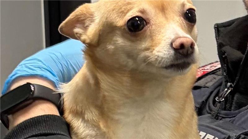 Der Besitzer von „Bella“ konnte gefunden werden. (Handout)