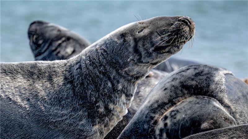 Mehr Kegelrobben leben im Wattenmeer - Trend hält an Der Bestand der Kegelrobben in der südlichen Nordsee steigt seit Jahren kontinuierlich an. (Archivbild)