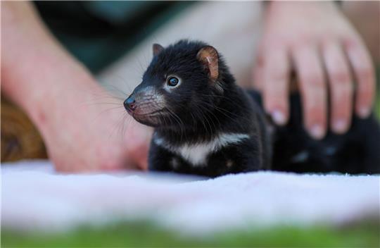Der Beutelteufel Violet: Im Rahmen des Zuchtprogramms der Tierschutzorganisation Aussie Ark sind zahlreiche niedliche Jungtiere geboren.