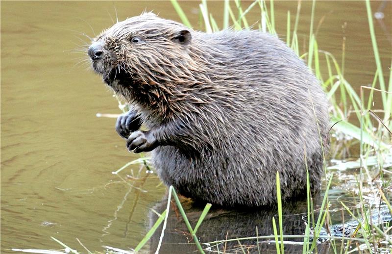 Biberspuren an Neile und Innerste: Ein Holzfäller wird wieder heimisch Der Biber galt in hiesigen Breiten als ausgerottet – jetzt ist er wieder da: An den Ufern von Innerste und Neile finden sich Spuren des Tieres. Bäume sind angenagt und zum Teil sogar gefällt. Foto: dpa