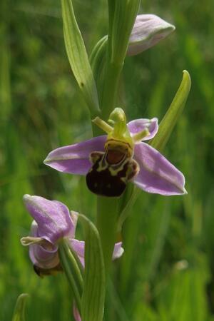 Der Bienen-Ragwurz ahmt mit seiner Blüte eine weibliche Biene nach, um männliche Bienen für die Bestäubung anzulocken.
