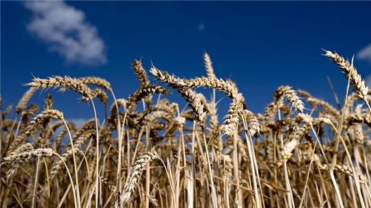Der Bio-Anteil der Agrarflächen wächst weiter leicht.