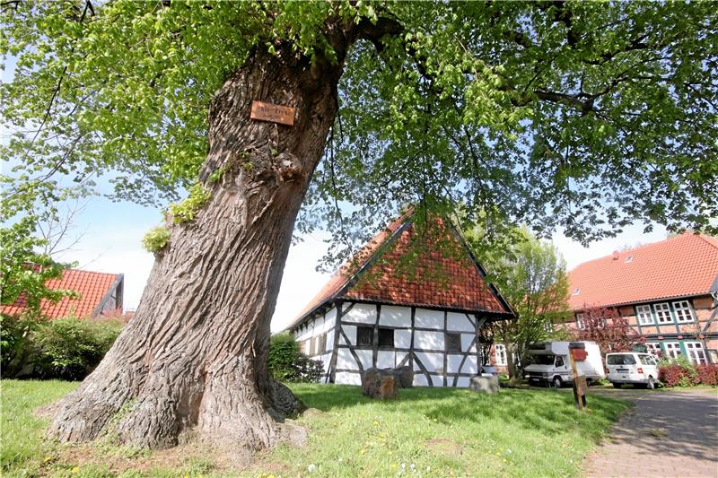 Der Blick fällt an der Thie-Linde vorbei auf die Pfarrscheune – der Baum hat jetzt übrigens auch eine ILE-Freizeitstempelstelle. Foto: Gereke