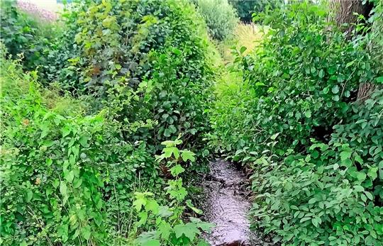 Der Blick fällt den Kiefbach flussaufwärts hinauf – vom selben Standpunkt aus wie vor zwei Jahren: Die Baumstuken treiben aus und überdecken die Trostlosigkeit. Das kleine Bild zeigt die Situation direkt nach der Fällung 2021. Fotos: Gereke/Biener