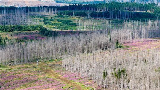 Der Borkenkäfer, Trockenheit und Sturmschäden setzen dem Wald im Harz zu. (Symbolbild)