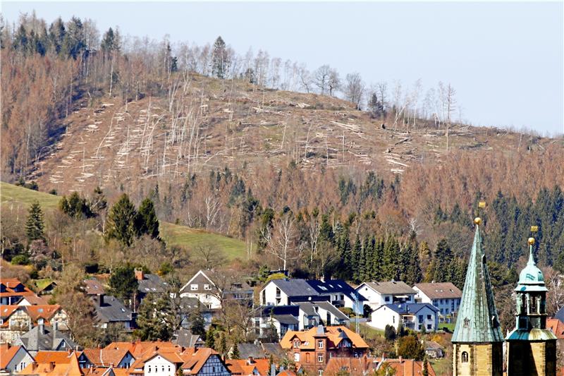 Der Borkenkäfer hat laut Stadtforst rund 65 Prozent der Fichtenbestände zerstört – jetzt muss ein Plan für die Zukunft des Waldes her.  Archivfoto: Epping