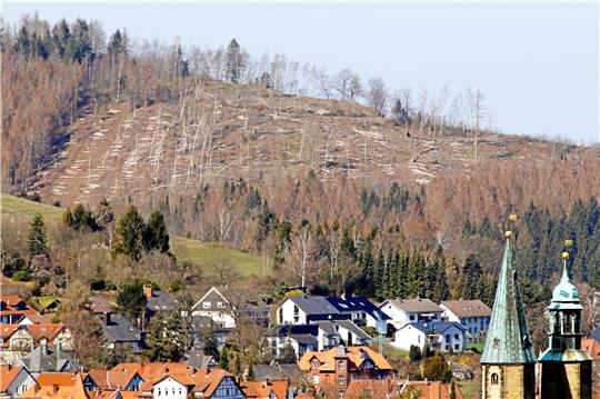 Der Borkenkäfer hat laut Stadtforst rund 65 Prozent der Fichtenbestände zerstört – jetzt muss ein Plan für die Zukunft des Waldes her.  Archivfoto: Epping