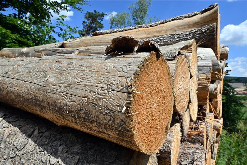 Nach fünf Jahren: Landesforsten lösen Sturmholz-Lager auf Der Borkenkäfer hat seine Spuren hinterlassen im Holz, das auf einer Waldfläche zwischen Stausee Hohenfelden und Riechheimer Berg liegt. Foto: picture alliance/dpa/Deutsche Presse-Agentur GmbH | Martin Schutt