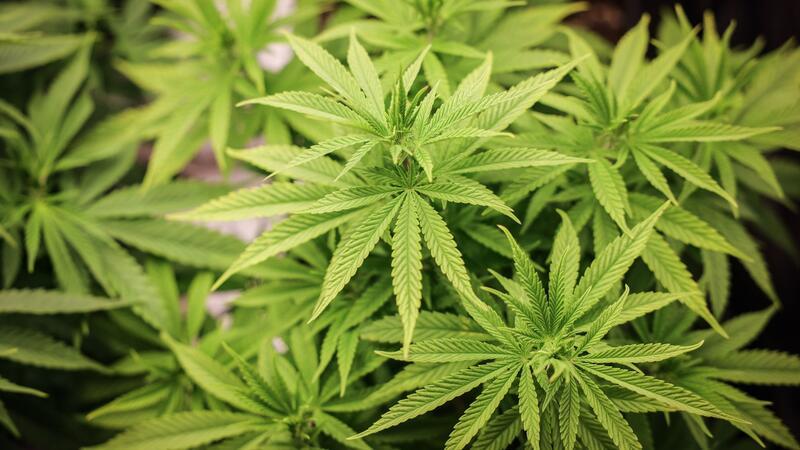 Warnungen vor mehr Hürden für Cannabis-Anbauvereine Der Branchenverband Cannabiswirtschaft warnt, mit den geplanten strengeren Regeln für den legalen Anbau von Cannabis in Vereinen wäre es schwerer, eine Produktion aufzubauen.