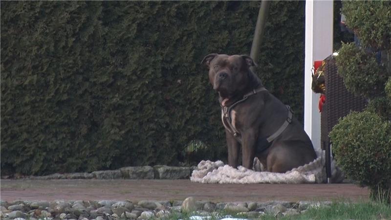 Der Bruder des toten Halters des Hundes Sam, der neben dem leblosen Mann sitzend entdeckt wurde, klagt darauf, das Tier vom Landkreis zu bekommen. (Archivbild)  