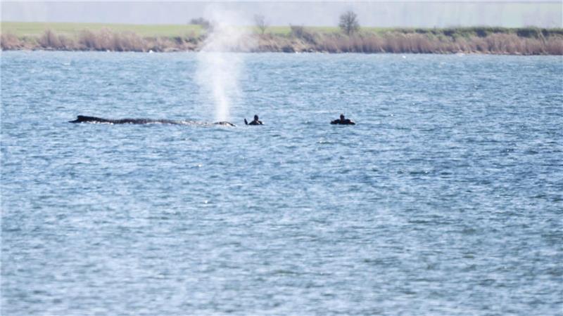 Der Buckelwal Timmy kann vermutlich nicht gerettet werden. 
