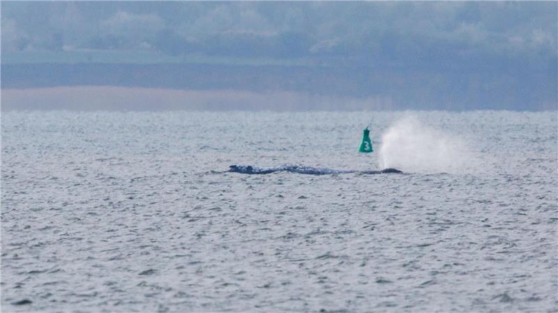 Der Buckelwal ist am frühen Morgen bei steigendem Wasserstand plötzlich von selbst losgeschwommen. Nach rund zwei Stunden stoppte er aber wieder. Am Abend war er wieder in Bewegung - und lag danach wieder ruhig im flachen Wasser.