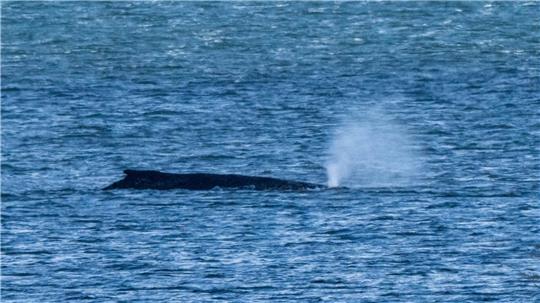 Der Buckelwal lag zuletzt vor der Insel Poel. (Archivbild) 