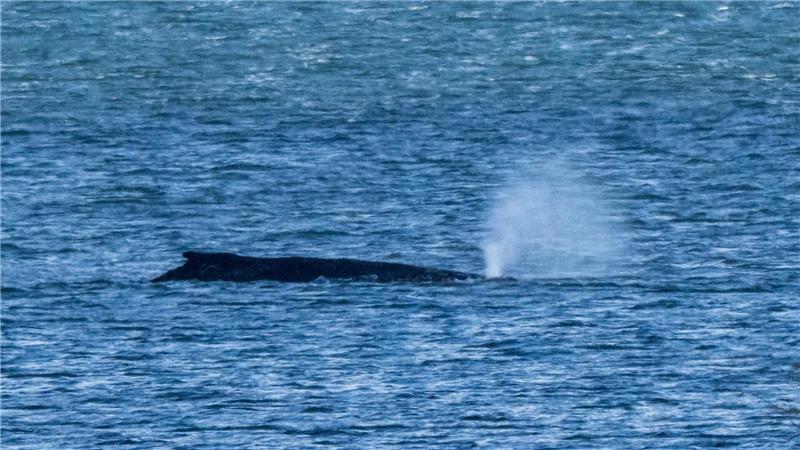 Der Buckelwal lag zuletzt vor der Insel Poel. (Archivbild) 