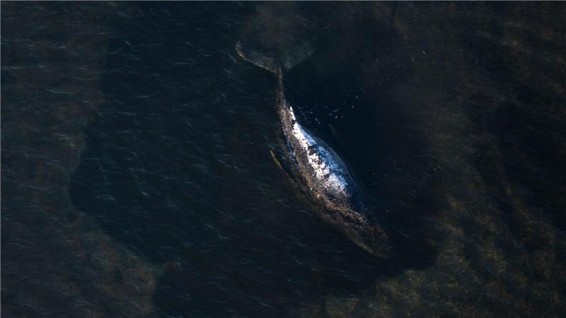 Der Buckelwal liegt in einer ausgespülten Mulde im Wasser vor der Insel Poel (Aufnahme aus einem Flugzeug).