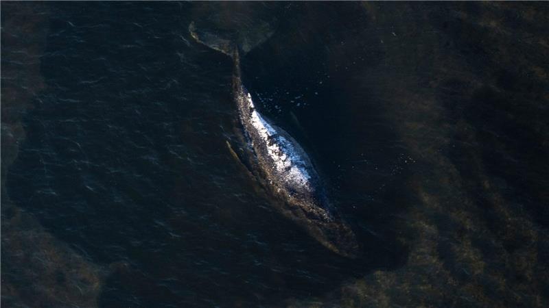 Der Buckelwal liegt in einer ausgespülten Wanne vor der Insel Poel.