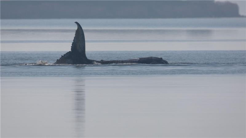 Der Buckelwal liegt seit mehreren Tagen vor der Insel Poel fest.