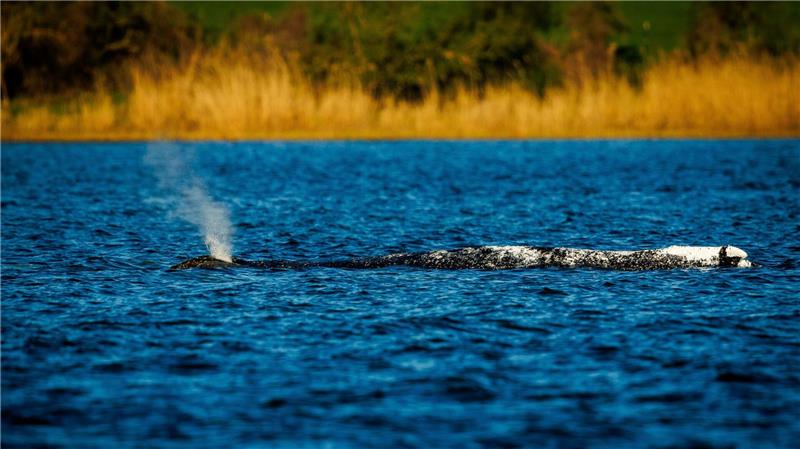 Der Buckelwal liegt unverändert im Flachwasser vor der Insel Poel.