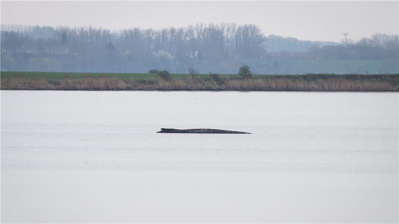 Der Buckelwal liegt vor der Insel Poel. 