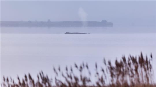 Der Buckelwal soll nun in Ruhe gelassen werden.  