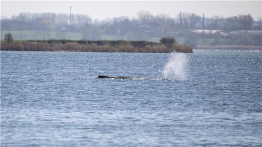 Der Buckelwal stößt noch immer Atemluft aus.