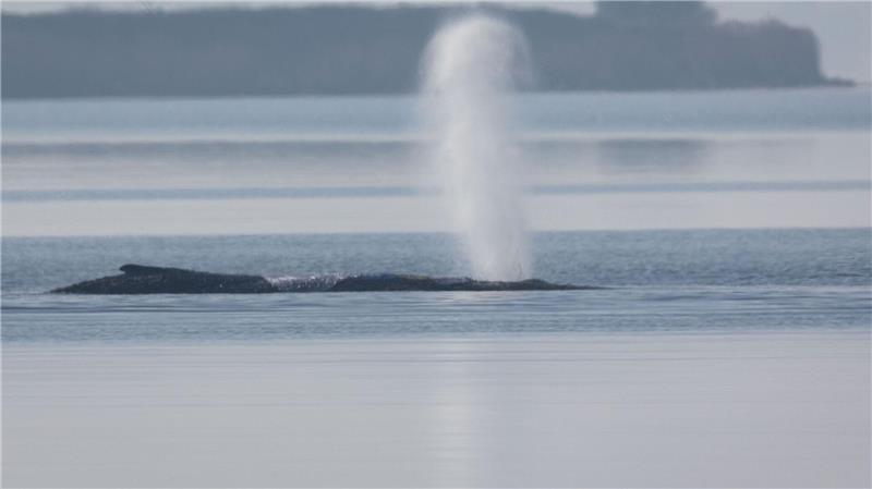 Der Buckelwal vor der Insel Poel bläst Luft aus. 