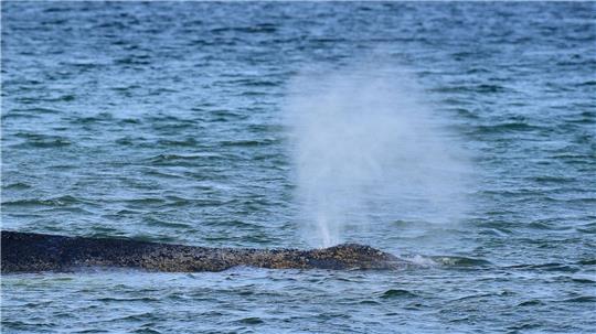 Der Buckelwal war Montagmorgen auf der Sandbank entdeckt worden.