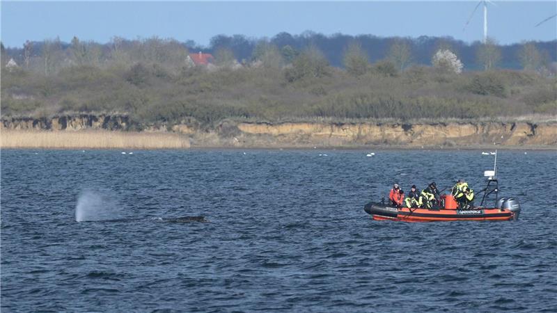 Der Buckelwal war zunächst in der Nacht zum 23. März auf einer Sandbank in Schleswig-Holstein am Timmendorfer Strand gestrandet.