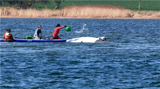 Der Buckelwal wird von Helfern vor der Insel Poel mit Wasser aus einer Gießkanne bespritzt.