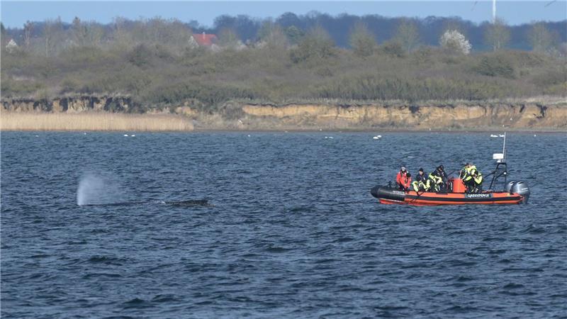Der Buckelwal wurde nach dem Abtauchen wieder vor Wismar gesichtet. 