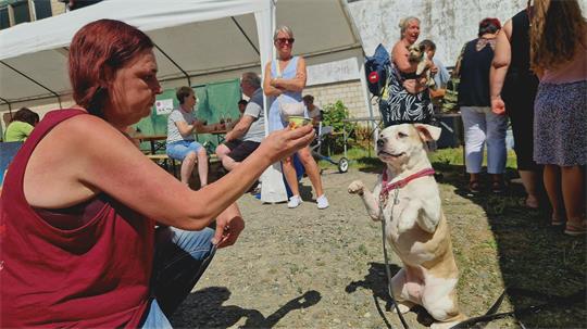 Frau hält einem aufrecht sitzenden Hund ein Hundeeis hin, im Hintergrund mehrere Menschen vor einem weißen Zelt.