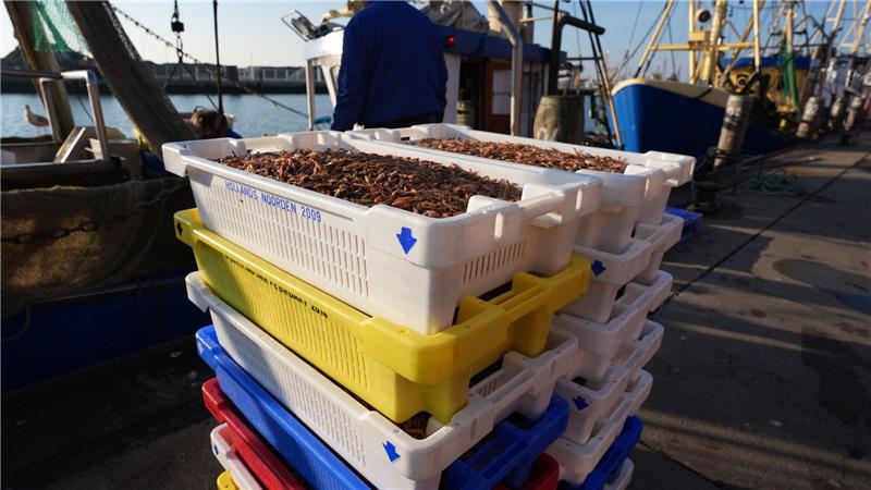 Der Bund möchte die Zahl der Krabbenkutter an der Nordsee verringern. (Archivbild)