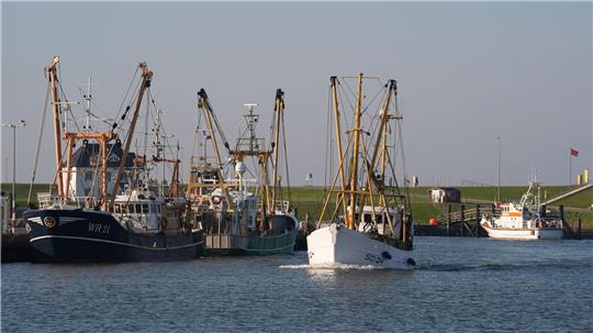 Der Bund zahlt Prämien an Fischer, die ihre Nordsee-Fischkutter aufgeben. (Archivbild)