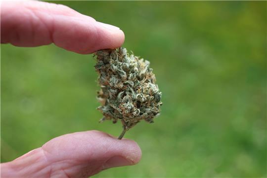Der Bundestag hat die kontrollierte Freigabe zum 1. April beschlossen. Und auch der Bundesrat hat den Weg für eine teilweise Legalisierung von Cannabis in Deutschland freigemacht.  Foto: Karl-Josef Hildenbrand/dpa
